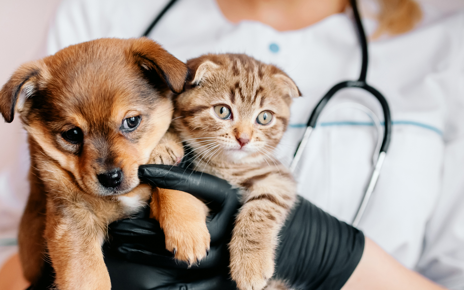 Conoce la nueva veterinaria municipal de Santiago