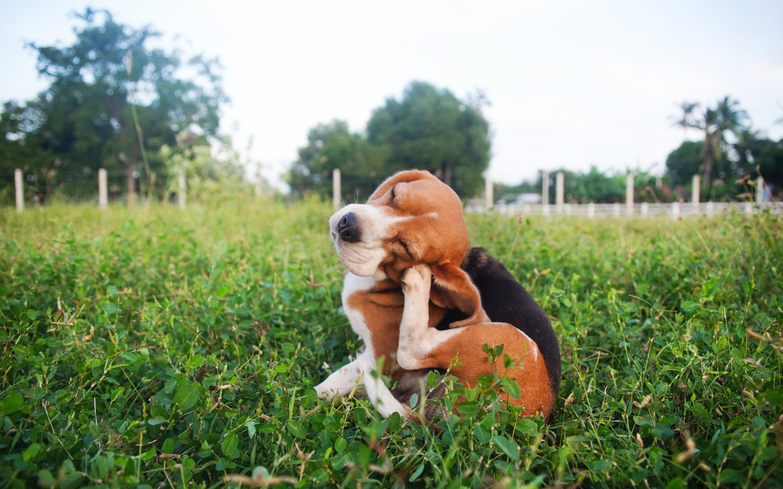 ¡Protege a tus peludos! Cómo eliminar garrapatas en perros y gatos