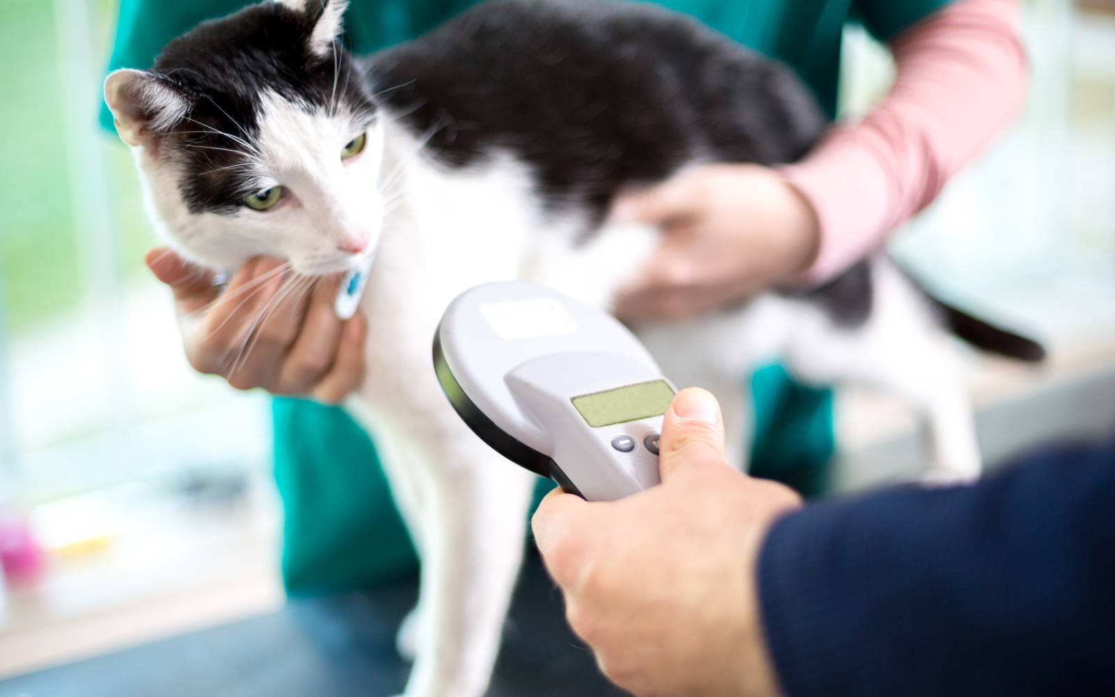 Cómo saber si un perro o gato tiene microchip para mascotas y cómo leerlo