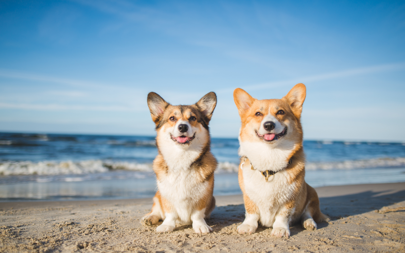 Consejos para disfrutar de las vacaciones con tus mascotas